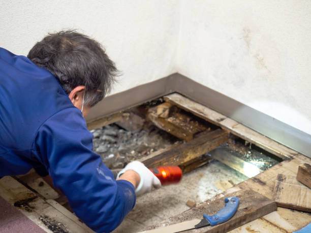 Attic Mold Removal in Milford, PA