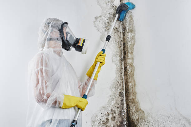 Best Toxic Mold Removal  in Milford, PA