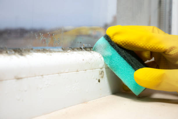 Best Office Mold Removal Services  in Milford, PA