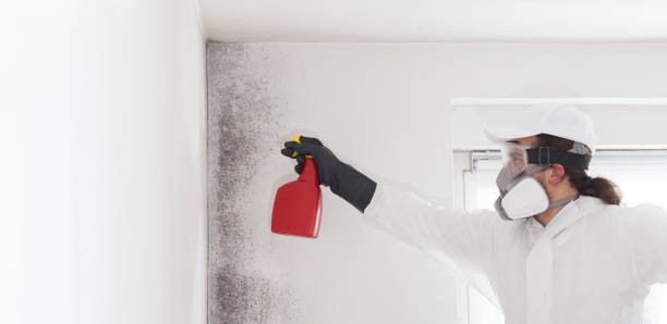 Best Commercial Mold Removal  in Milford, PA