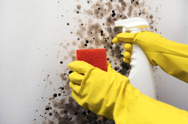 Professional Mold Removal in Milford, PA