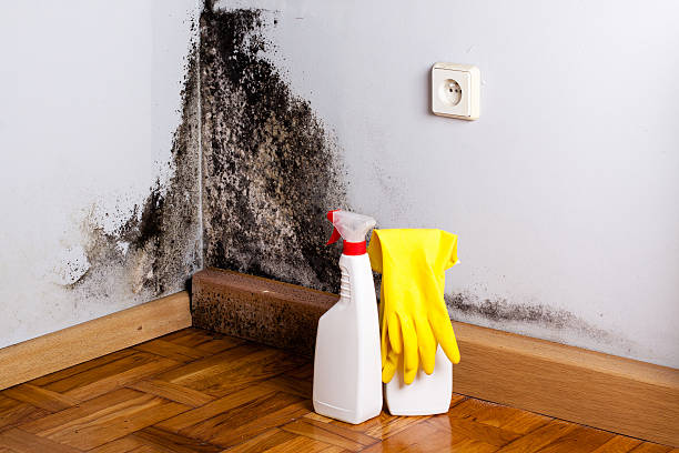 Mold Testing and Removal in Milford, PA