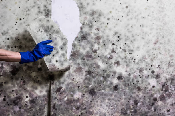 Best Residential Mold Removal  in Milford, PA